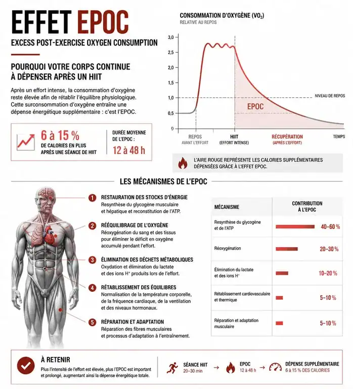Infographie expliquant l'effet EPOC et la perte de poids avec le HIIT