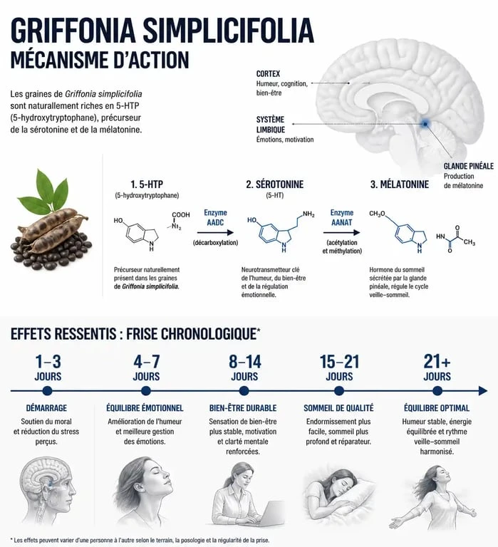 Infographie sur le délai d'action du Griffonia simplicifolia et ses effets sur l'humeur et le sommeil